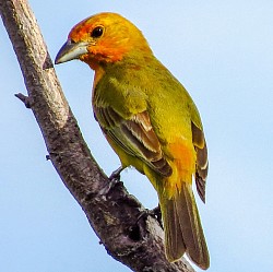 Canario da terra.
