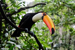 Tucano-toco.