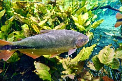 Peixe pirapitanga.