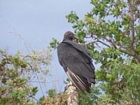 Urubú de cabeça preto.