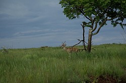 Veado campeiro macho